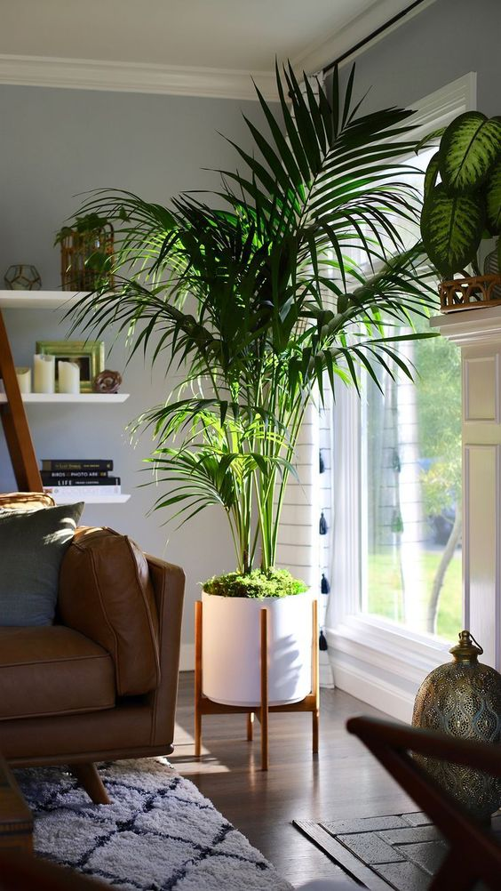 Best plants for home: Add some life to your living space