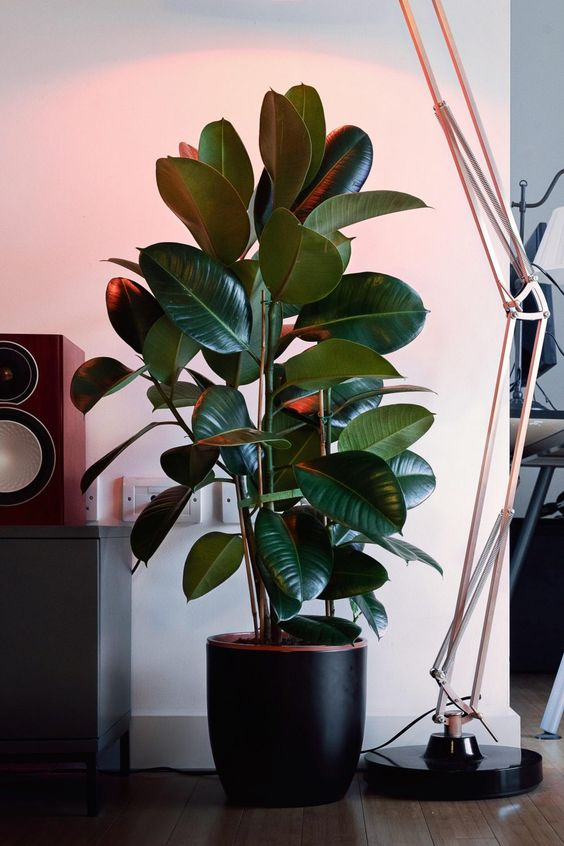 Best plants for home: Add some life to your living space