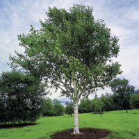 Birch Tree: Guide For Growing And Caring For Them.