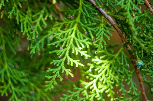 Cedar tree: How to grow and care for it?