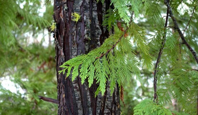 Cedar tree: How to grow and care for it?