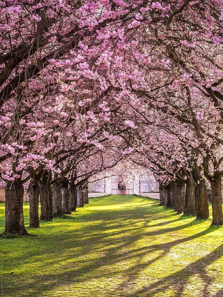 Japanese Cherry Blossom: Uses & Benefits of Japanese Cherry