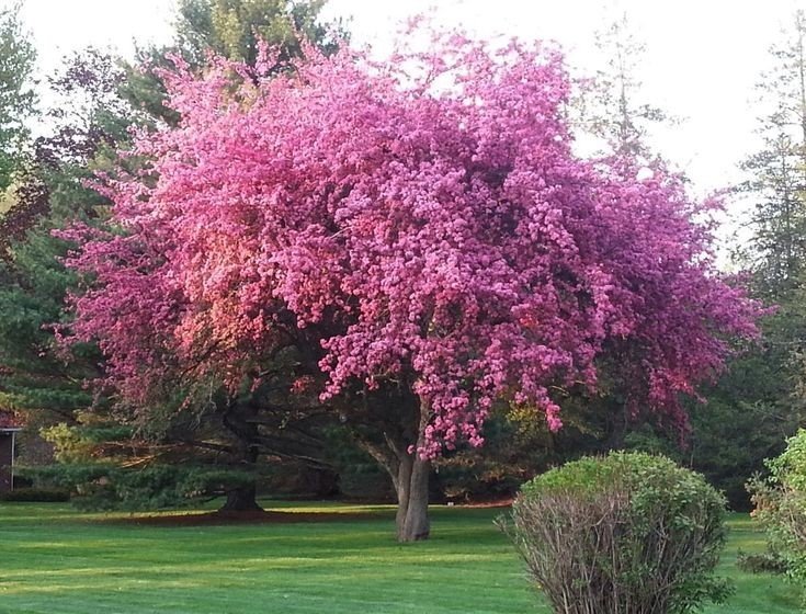 Blossom Tree How to Grow and Care Tips in 2023