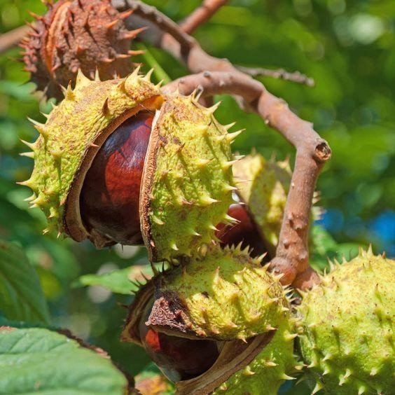 Chestnut tree: How to grow and care for it?