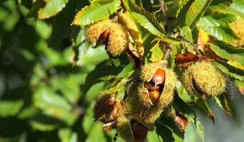 How to grow and care for Chestnut trees?