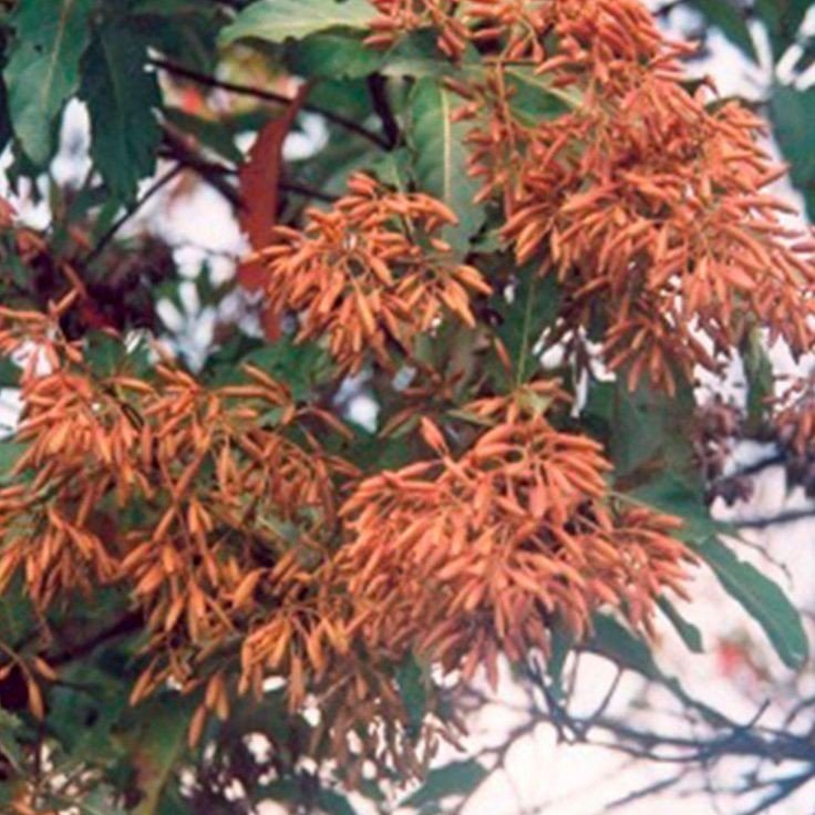 Cinchona tree: Tips to grow and maintain