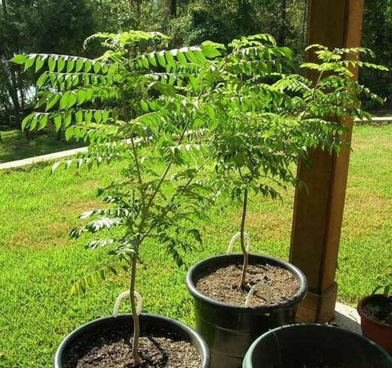करी का पेड़: अपने घर के बगीचे में कैसे उगाएं और कैसे बनाए रखें?