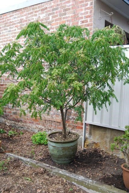 करी का पेड़: अपने घर के बगीचे में कैसे उगाएं और कैसे बनाए रखें?