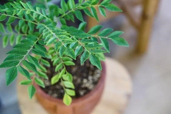 Curry tree: How to grow and maintain one in your home garden?
