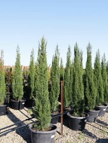 Cypress tree: Facts, description, growing and caring tips, and uses