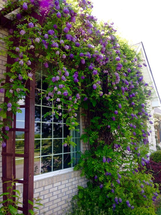 The Difference Between Climbing Plants and Creeper Plants