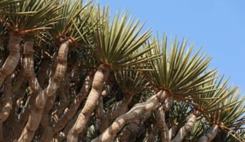 Dragon Blood Tree: Key Facts, Growth, and Maintenance, Uses