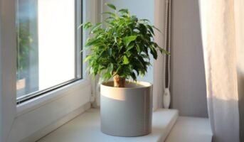 Benjamina Ficus Tree How to Grow and Care for It?