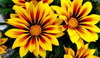 Gazania Rigens Facts, Varieties, Growth, Maintenance and Uses