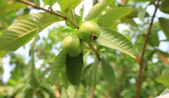 Guava Botanical Name: All you Need to Know