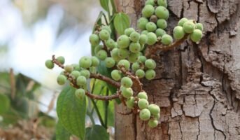 Gular tree: Facts and significance