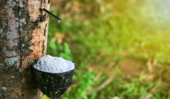 Rubber Tree: Facts, benefits, how to grow, and maintain