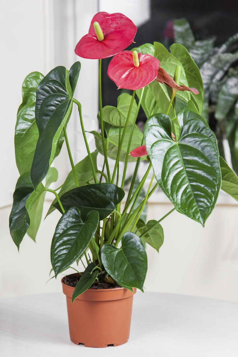 Anthurium Andraeanum: Growing and caring tips of Painter's Palette.