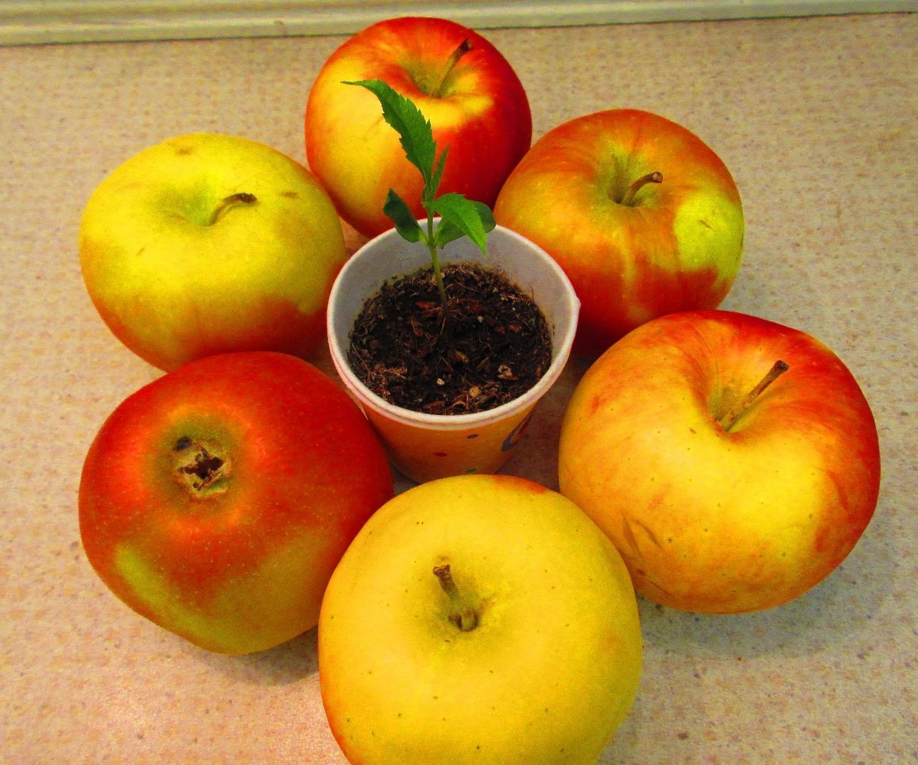 Apple tree: Growing and maintenance tips
