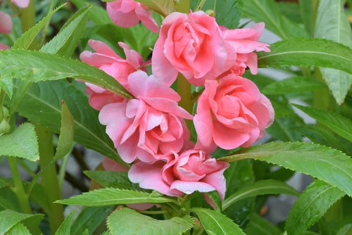 Impatiens balsamina flower, uses, benefits and plant care