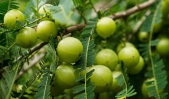 Gooseberry Tree: Guide for Growing and Caring for Them.