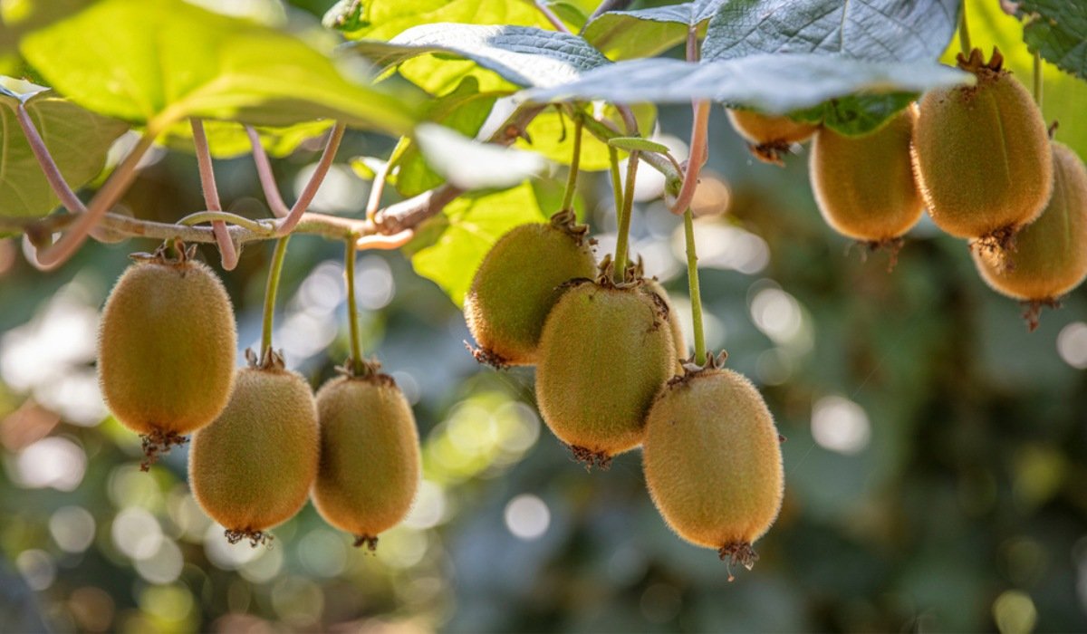 Kiwi fruit tree: How to grow and take care?
