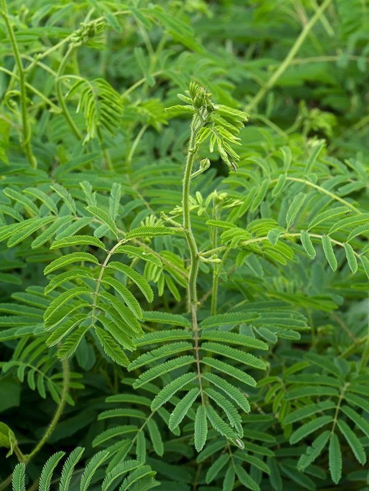 Khair tree or Senegalia catechu: Appearance, growth, maintenance and uses