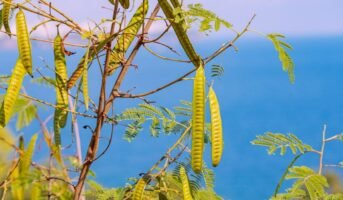 Khair tree: How to grow and care for Senegalia Catechu?