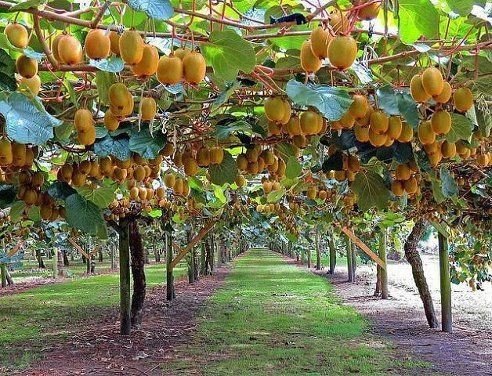 Kiwi fruit tree: How to grow and take care?