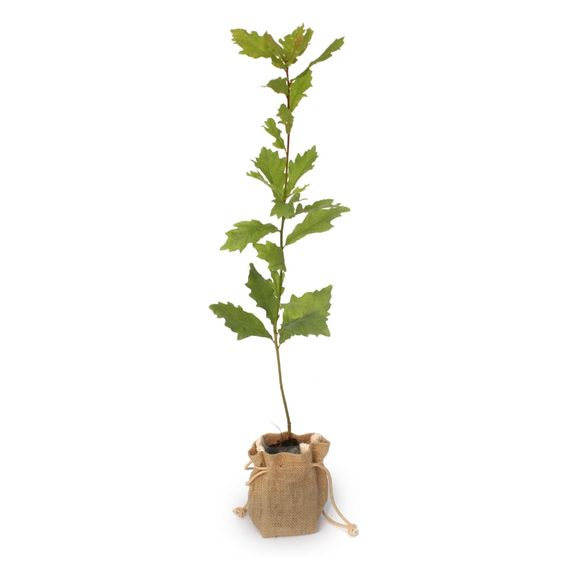 Oak tree: How to grow and maintain Quercus velutina?