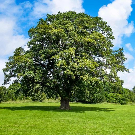 Oak tree: How to grow and maintain Quercus velutina?