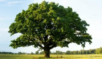 Oak Tree: Growth, Uses, Care Tips and Toxicity