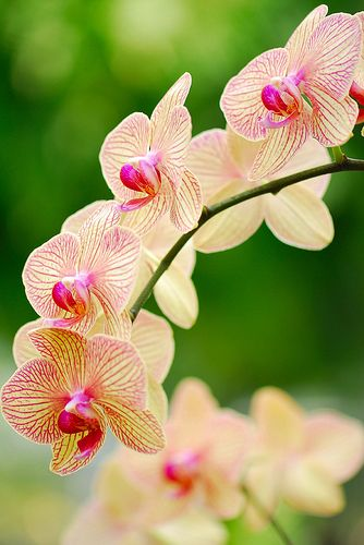 Orchid tree: How to grow and care for it?