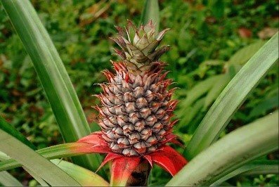 Pineapple Tree: Facts, uses, benefits, grow tips and care