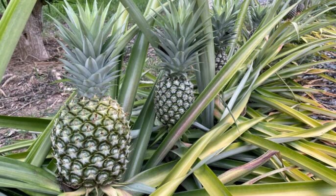 boks kig ind Intim Pineapple Tree: Facts, uses, benefits, grow tips and care