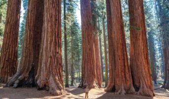 Redwood tree: How to grow and care for it?