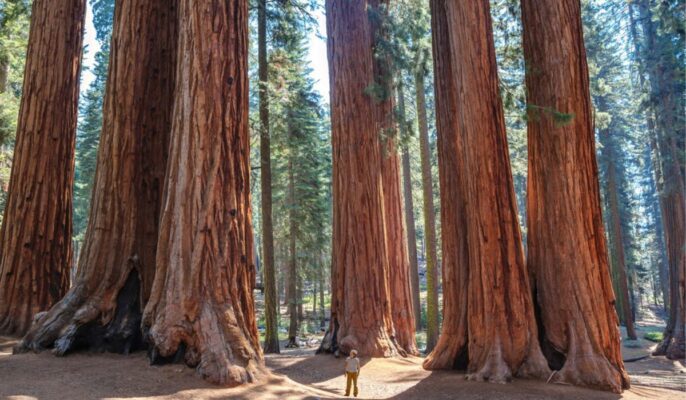 redwood-tree-facts-benefits-how-to-grow-and-care-tips