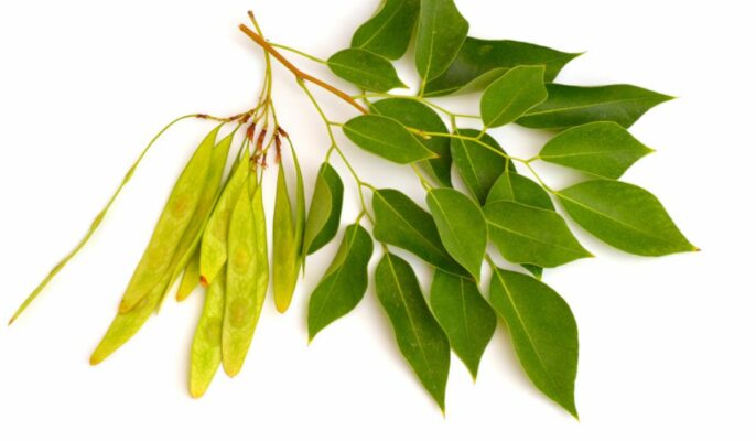 Sheesham wood in hindi online
