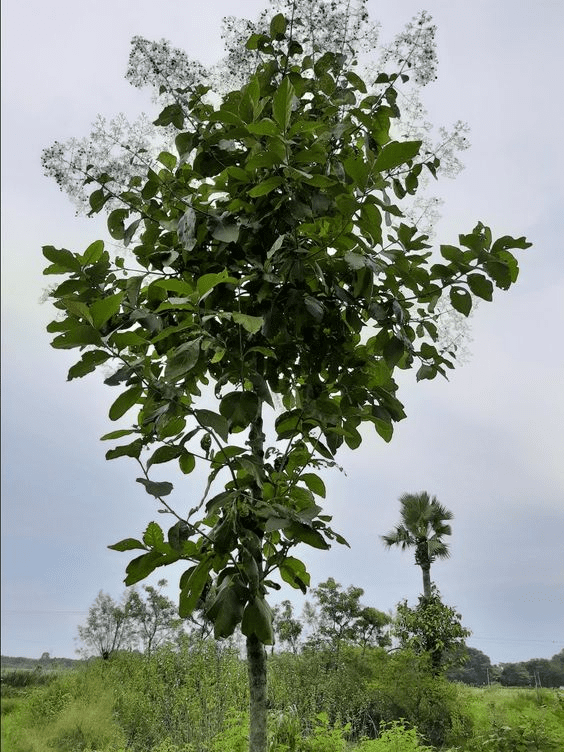 Sagwan Tree Benefits, Uses, and Care Tips