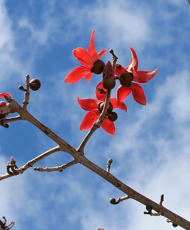 Semal tree: How to grow and maintain the red-flowered tree?