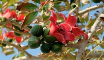 Semal tree: How to grow and care for it?
