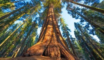 Sequoia Tree Facts, Growing Methods, and Use
