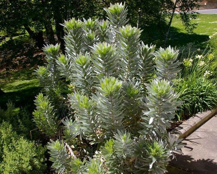 Arborele de argint sau Leucadendron argenteum: Cum să crești și să îngrijești?