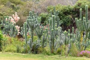 Silver Tree: How to grow and care for Leucadendron Argenteum?