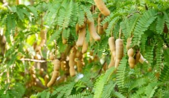 Tamarind tree: Tips to grow and care
