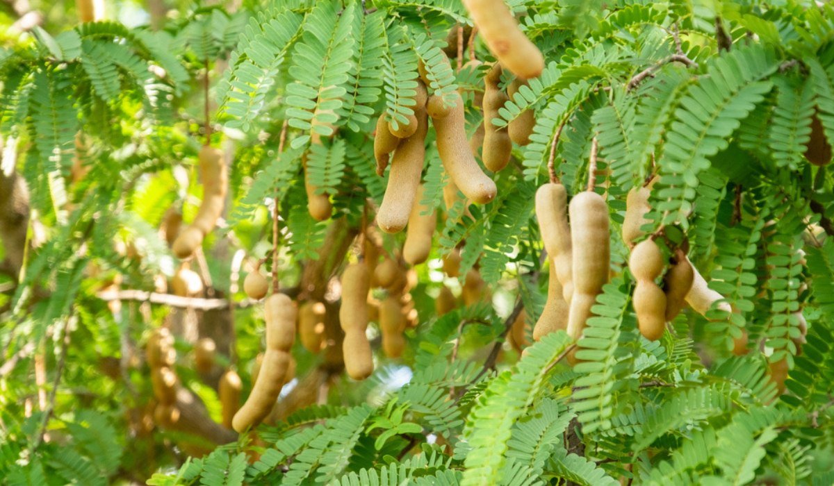 Tamarind Tree: Tips to grow and maintain, benefits