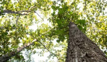 Chinar Tree: How to grow and maintain?