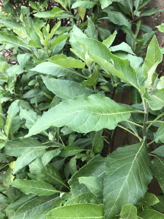 Vernonia amygdalina: Features, and benefits of the bitter leaf plant