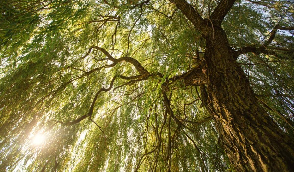 Willow Tree Plant Facts Benefits How To Grow And Maintain