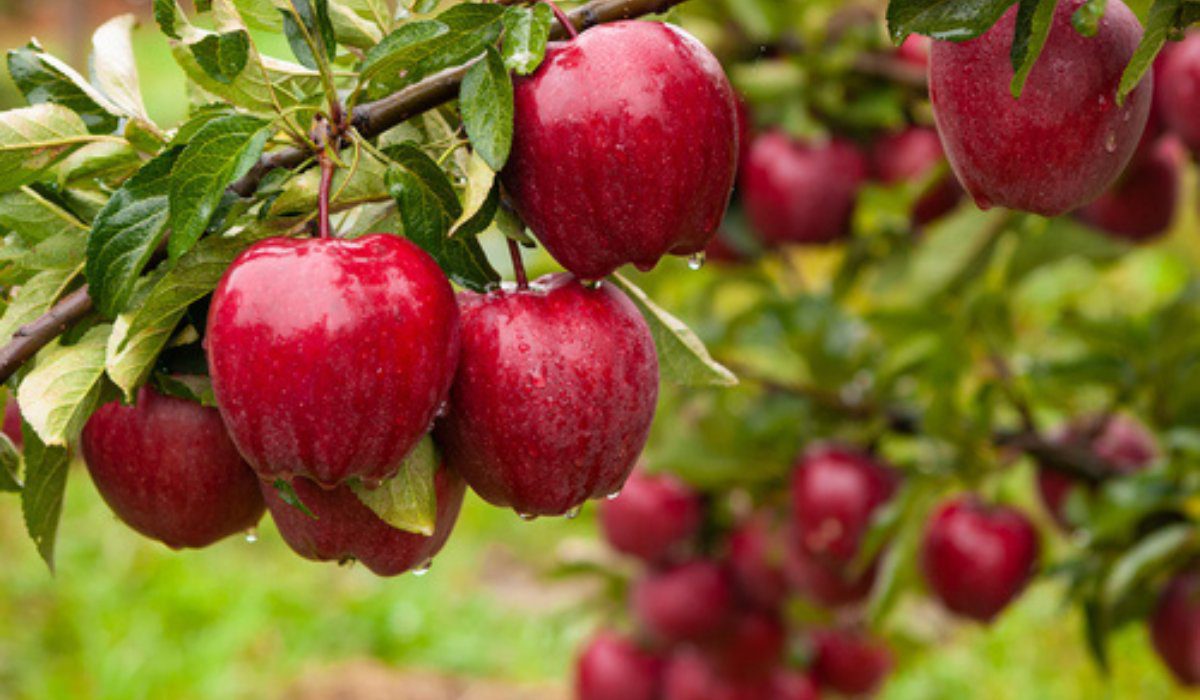 Apple tree growing and maintenance tips